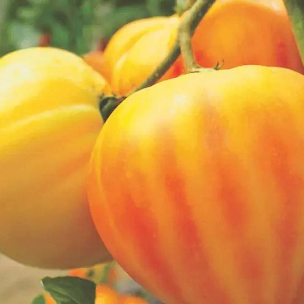 Tomat 'GOURMANSUN F1' (frö)